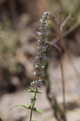 Salvia caeruleobracteata