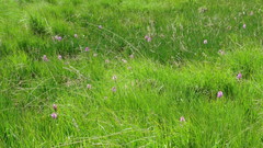 Dactylorhiza majalis sphagnicola