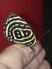 Callicore astarte selima