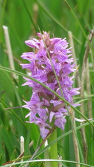 Dactylorhiza majalis sphagnicola
