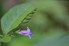 Asystasia dalzelliana