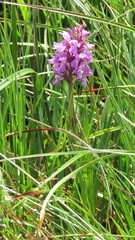 Dactylorhiza majalis sphagnicola