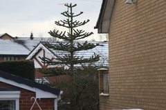 Araucaria araucana
