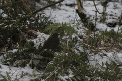 Turdus merula