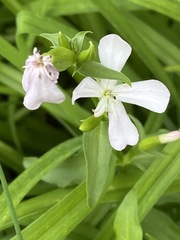 Saponaria