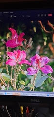Bauhinia × blakeana