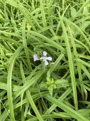 Saponaria
