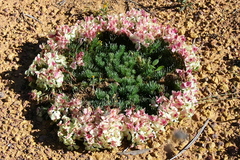 Lechenaultia macrantha