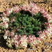 Lechenaultia - Photo (c) Paul Tavares, some rights reserved (CC BY-NC), uploaded by Paul Tavares
