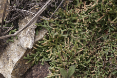 Selaginella sanguinolenta