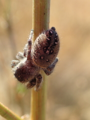 Phidippus purpuratus