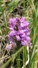 Dactylorhiza majalis sphagnicola