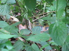 Indotestudo elongata