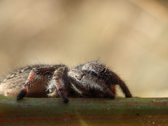 Phidippus purpuratus