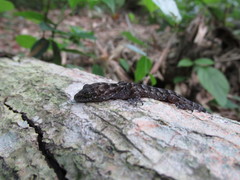 Cyrtodactylus tripuraensis