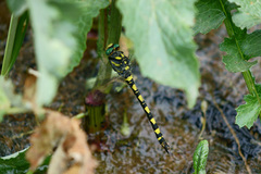 Cordulegaster princeps