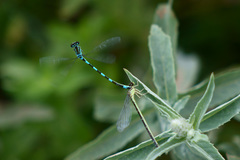 Coenagrion mercuriale