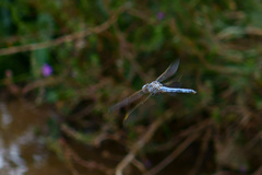 Orthetrum nitidinerve