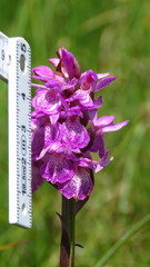 Dactylorhiza majalis sphagnicola