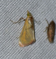 Xanthostege roseiterminalis