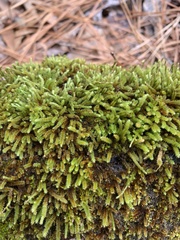 Bryoandersonia