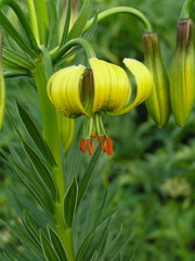 Lilium pyrenaicum