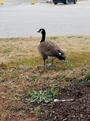Branta canadensis