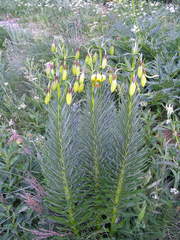 Lilium pyrenaicum