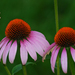 Coneflowers - Photo (c) Brad Smith, some rights reserved (CC BY-NC)