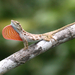 Lichen Anole - Photo (c) Gaell Mainguy, some rights reserved (CC BY-NC-ND), uploaded by Gaell Mainguy