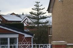 Araucaria araucana