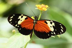 Heliconius hecale melicerta