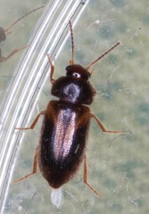 Eulagius filicornis