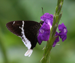 Murgaria doryssus doryssus
