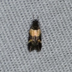 Triclonella determinatella