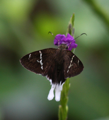 Murgaria doryssus doryssus