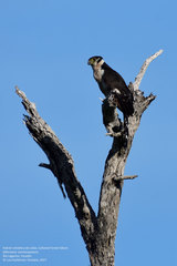 Micrastur semitorquatus