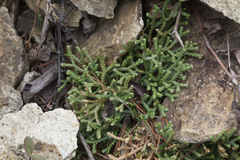 Selaginella sanguinolenta