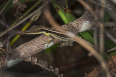 Anolis bahorucoensis