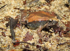 Microhyla mymensinghensis