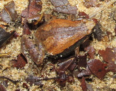 Microhyla mymensinghensis