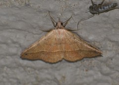 Hemeroplanis floccalis
