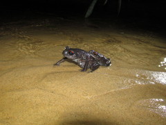 Leptobrachium