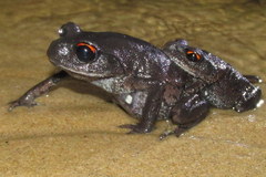 Leptobrachium