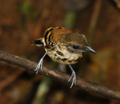 Hylophylax naevioides
