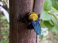 Xylocopa minor