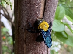Xylocopa minor