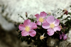 Rosa webbiana
