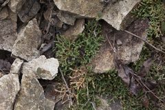 Selaginella sanguinolenta