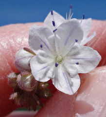 Phacelia dubia